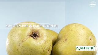 БИОЛОГИЧНО ОТГЛЕЖДАНЕ НА КРУШИ