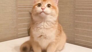 NINJA CAT