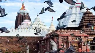 Puri rothyatra