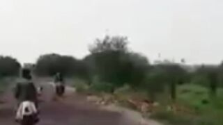 Dear at Jangal