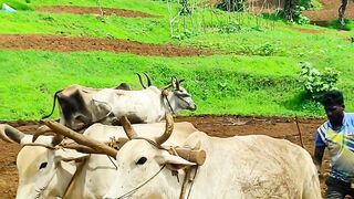 এই সেই রাখাল