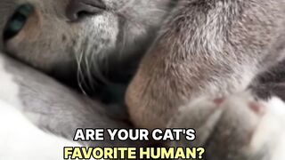 Are you the favorite_  #yourcat #catmomlife #kitten #cutecat #catsrule