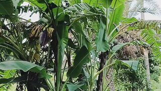 গ্রামের সুন্দর পরিবেশ 2