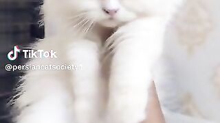 Beautiful  cat