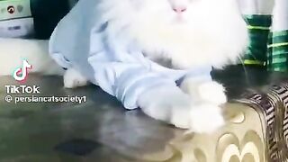 Miyao miyao????????