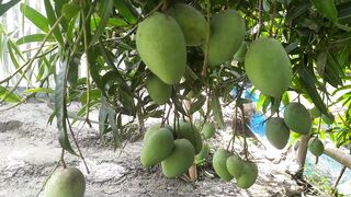 নতুন আম গাছে প্রচুর ফলন হয়েছে