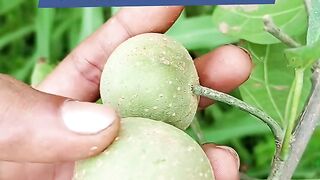 কোটি মানুষ এই ফলটি খুঁজে দেখুন কি উপকার