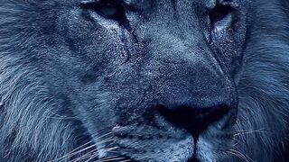 Looking Eyes The King