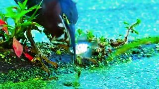 সুন্দর একটি ভিডিও। 2