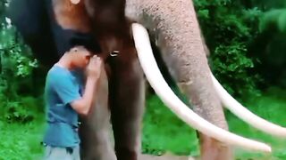 Huge ivory tusks.