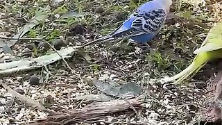 The parrots on ground