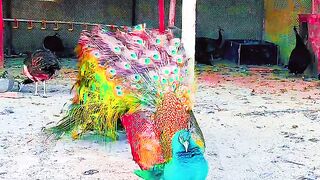Peacock is one of the most northern creations of God
