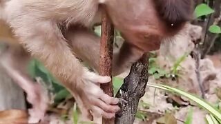 There is no substitute for mother's love in the world
