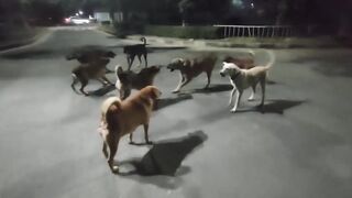 ঢাকা বিশ্ববিদ্যালয়ের ছাত্রলীগ ????