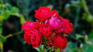 flower rose red