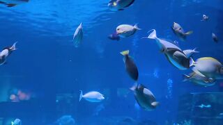 Under water 4
