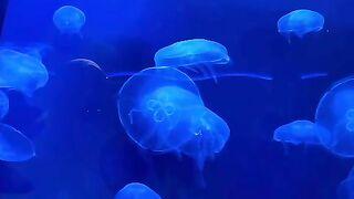 Jelly fish 3