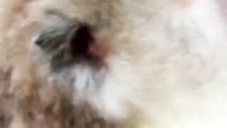 Ciluk baaa
