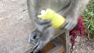 Makan pisang bos