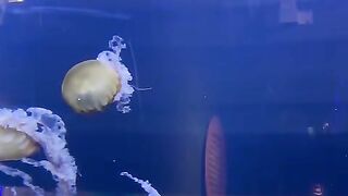 Jelly fish 4