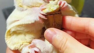 #nice animals #