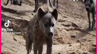 Holly wood animal movie