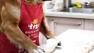#dog make cake #