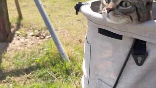 The cat who loves Ibiza_ 2