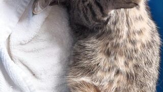 Cat swallowed shampoo _shorts _cat _funny