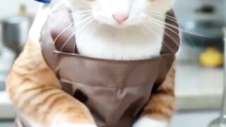 Hewan paling lucu dan gemes|Kucing lucu dan gemes