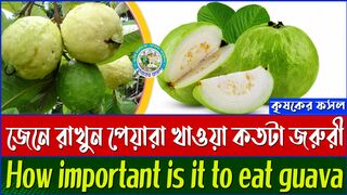 কেন পেয়ারা খাবেন উপকারিতা ও পুষ্টিগুণ | Why eat guava benefits | Krishoker Foshol