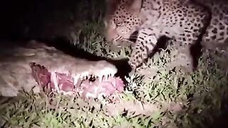 Leopard eats right out of a Crocodile's mouth.
