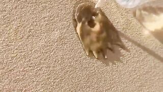 Dubai desert these hidden tricks #youtubeshorts  #ytshorts #dubai