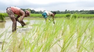 লেবু খাওয়ার উপকারিতা ও পুষ্টিগুণ Krishoker Foshol