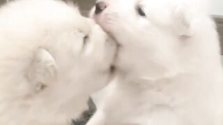 Hewan peliharaan lucu dan imut