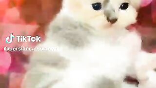 Miyao miyao???????? 2