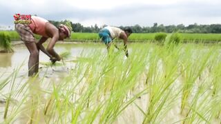 গোপালপুর গ্রামে ধান, ভূট্টা ও সূর্যমুখী চাষ_ Krishoker Foshol