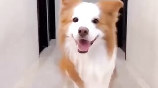 Dog Selfie videos ????????????