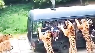 Tiger Dangerous Wild Animals - tiger vs humen - Wild Adventure #Shorts