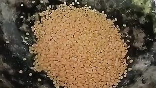 sojne patar bora recipe in Bengali