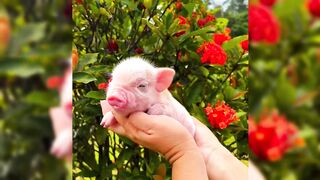 Craziest Animals Compilation