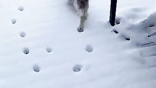 Funny cats episode 4
