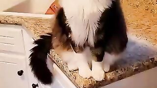 Funny cats episode 5