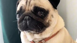 Funny pug dog
