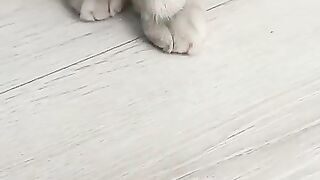 Cet ????????