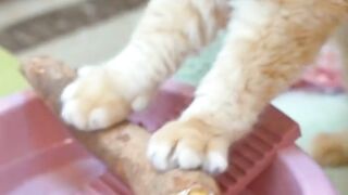 Cat ???? funny