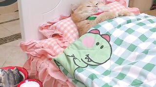 Cat funny ????????????????