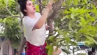 Climb the mango tree(manjat pohon mangga)
