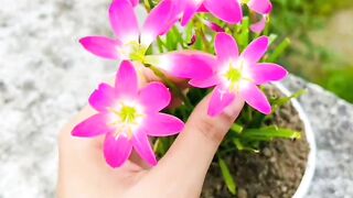 Flower lover ????
