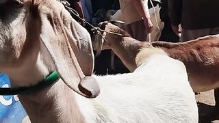 goat market